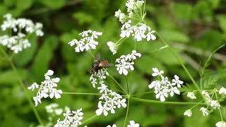 Tachinid Fly Licks Cow Parsley Flowers 240fps [upl. by Eiramnaej]