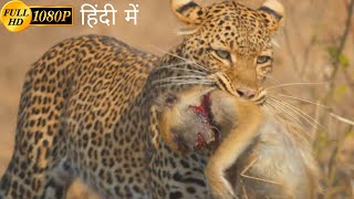 A Leopard Queen Legacy  animal planet full episode in hindi  Documentary hindi [upl. by Llemrej937]