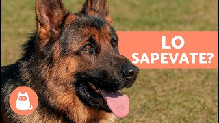 10 COSE CHE NON SAPEVI sul PASTORE TEDESCO 🐕 Fatti che ti sorprenderanno [upl. by Rilda]