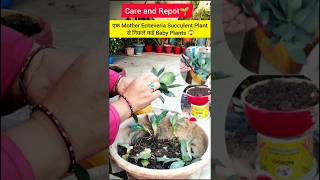 Echeveria succulent plant🪴succulent plant🌱plant care🌱viralvideotrendingshortsyoutubeshorts [upl. by Lewendal]