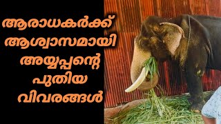 അയ്യപ്പൻ എത്രയും വേഗം തിരികെ എത്തുമോ mangalamkunnu ayyappan elephant [upl. by Suiradel]