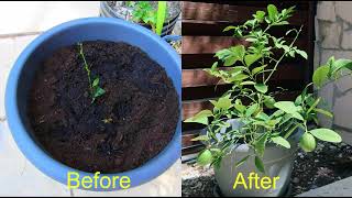 Plenty of Oranges Lidl Calamondin Citrus Tree After 3 Years [upl. by Hniv]