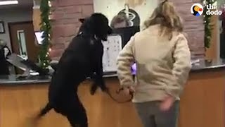 Dog Thinks Going To The Vet Is The Greatest  The Dodo [upl. by Veradi781]