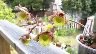 Clowesia Rebecca Northen Grapefruit Pink x Catasetum kleberianum SVO in bloom [upl. by Woolcott97]