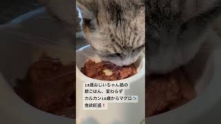 18歳おじいちゃん猫 サバトラ猫老猫猫のいる暮らし高齢猫ねこ動画猫動画ね猫ねこのいる生活 [upl. by Esenej24]