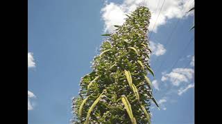 Introducing Echiums  Roger shows us how he successfully grows Echium Pinanina in the UK [upl. by Leuneb67]