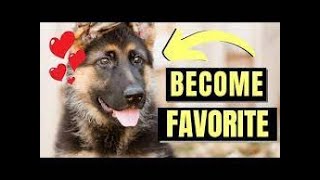 7 Signs You Hold the Key to a German Shepherds Heart Unveiling the Favorite Person Bond [upl. by Lienahs]