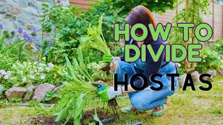 Divide amp Transplant Hostas this Fall Stepbystep Guide 🍃 propagating hosta plants 🌿🍃 [upl. by Elokkin809]