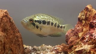 Juvenile Jaguar Cichlid [upl. by Sweyn]