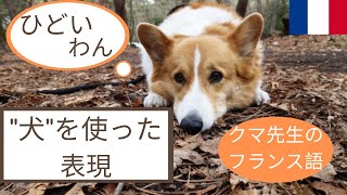 フランス語の日常会話 quotChienquot 🐶 を使った表現 [upl. by Sterrett]