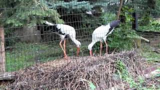 Billclapping courtship display by European White Storks [upl. by Aneekas]