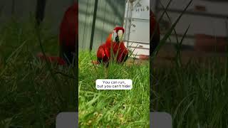 Our scarlet macaw loves chasing toes [upl. by Aldo542]