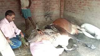 downer cow syndrom treatment Dr dk ray [upl. by Raye397]