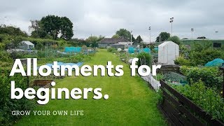 Allotments for beginners  vegetable gardening [upl. by Ailimat]