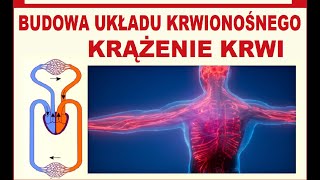 Krążenie krwi Obieg krwi Budowa układu krwionośnego [upl. by Brahear]