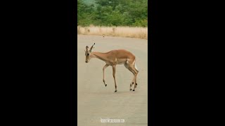 Springbok  Africas Iconic Leapers  Animal Facts  Untamed Zone [upl. by Jelene]