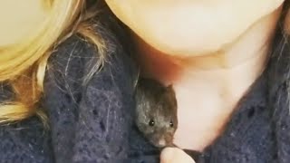 Rescued vole basically lives inside her human moms sweaters [upl. by Naxela186]