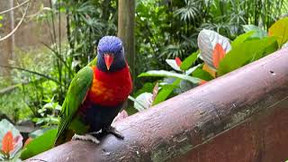 Birdworld Kuranda Australia 4K [upl. by Naquin]