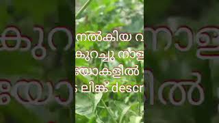 പച്ച കാന്താരി 🌶️ Birds Eye Chilli agriculture hridyamfarm manuretips chilli birdseyechilli [upl. by Becki452]