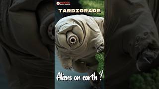 New Tardigrade Species Reveals Secrets to Radiation Survival [upl. by Dennet]