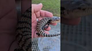 Halmahera Blue Tongue 24hbts03 tame [upl. by Larret965]