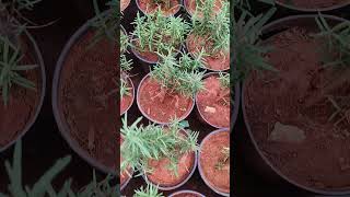 RoseMary Plants In Telugu  RoseMary  Ashok Chakra Nursery  Kadiyam Abbai [upl. by Hambley317]