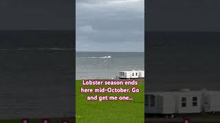 Lobster season is coming to a close in CapPele NB Late season fun lobster freshlobster [upl. by Pius]