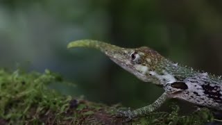 15 Reptiles Únicos Más Exóticos Del Mundo 2 [upl. by Sternberg782]