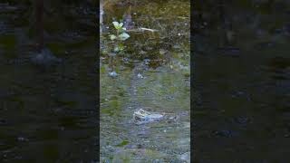 Grenouille qui coasse en slow motion [upl. by Donaldson]