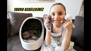 YAVRU KEDİLERİMİZLE İLK VİDEOMUZ  LİNA VE TARÇIN KEDİLERİ PAYLAŞAMIYORLAR [upl. by Tse458]