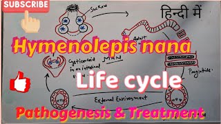 Hymenolepis nana Life cycle Clinical symptoms amp Treatment  in hindi [upl. by Divd750]