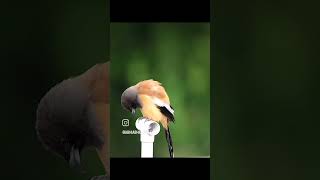 Treepie shortvideo birds birdslover birdphotography shortsvideo shorts trending viralvideo [upl. by Assetniuq889]