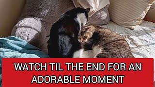 PRECIOUS cat moment CAT OWNERA NEVER FORGET 10010 CUTE MUST WATCH [upl. by Ardeha]