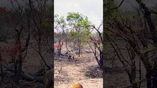 Hyena busy with something in rain wildlife animals shortsfeed viralvideo [upl. by Feodora]