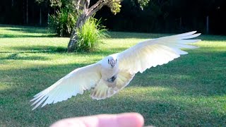 Free Flight Cockatoo [upl. by Fachini]