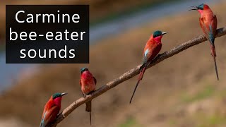 Carmine bee eaters at nest [upl. by Duane141]