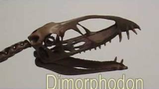 dimorphodon  Triebold Paleontology Inc video [upl. by Aicilram]