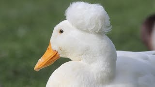 White Crested Ducks  Pekins With Pompoms [upl. by Eibocaj]