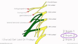 Lumbar Plexus  Structure and Branches  Anatomy Tutorial [upl. by Enael7]