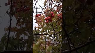 Birds are eating fruitIts rainingbirdsfruits [upl. by Licht]