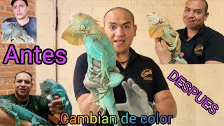 Iguanas azules que CAMBIAN de COLOR Testimonio de David Assad [upl. by Halvaard]