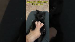 The Cutest Kitten Moments Ever Caught On Camera [upl. by Hayilaa]