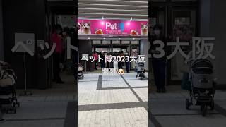 【日本最大級 ペット博2023大阪開幕】愛犬トルテくんと行ってきたよ🐶大運動会も大盛り上がり【Pet博】 shorts [upl. by Cleopatre470]