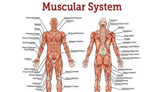 Lecture 8 General Anatomy MusclesDrAnsariLearn General AnatomyBasic AnatomyBuild Ur Career [upl. by Llehsyar308]