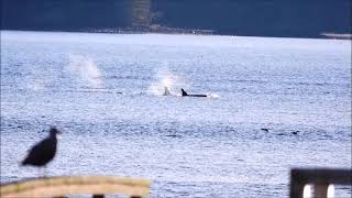 Orca 2 westing past Alert Bay 02222024 [upl. by Keithley]