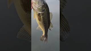 THROTTLED bassfishing bass fishing bassfishingismylife bassfishinglife shortsvideo shorts [upl. by Ynnel]