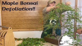 Japanese Maple Defoliation  Greenwood Bonsai [upl. by Jobyna]