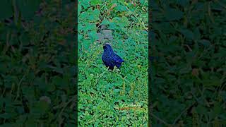 Kashmiri bird searching grass hoopers in vegetable fields [upl. by Oilicec]