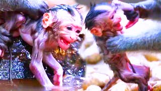 God help the poorest newborn baby monkey he is so scared when his old mother mistreats pitiful [upl. by Are]