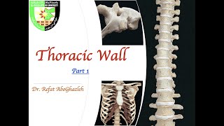 Anatomy of Thoracic Wall Part 1 Full Lecture [upl. by Ennairam]